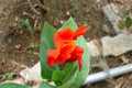 Canna Plants flower image Royalty Free Stock Photo