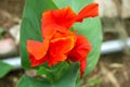 Canna Plants flower image Royalty Free Stock Photo