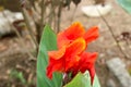 Canna Plants flower image Royalty Free Stock Photo