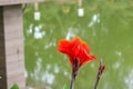 Canna Plants flower image Royalty Free Stock Photo