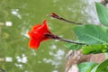 Canna Plants flower image Royalty Free Stock Photo