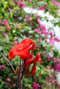 Canna Plants flower image Royalty Free Stock Photo