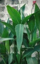 Canna plants have pointed and slender leaves.red flowers Royalty Free Stock Photo