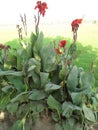 CANNA PRETORIA AMAZING MULTICOLOR FOLIAGE BENGAL TIGER CANNA