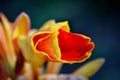 Canna's flower