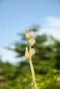 Canna seed pod on the sunlight with green tree and blue sky background. Royalty Free Stock Photo