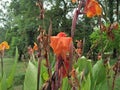 Canna Striata