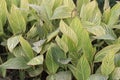 canna tropicanna plant on farm Royalty Free Stock Photo