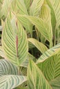 canna tropicanna plant on farm Royalty Free Stock Photo