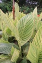 canna tropicanna plant on farm Royalty Free Stock Photo
