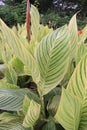 canna tropicanna plant on farm