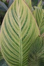 canna tropicanna plant on farm