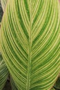 canna tropicanna plant on farm