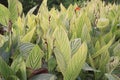 canna tropicanna plant on farm Royalty Free Stock Photo