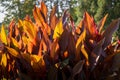 Canna x generalis with large beautiful oblong leaf plates painted in dark purple, violet, dark green or bronze red colour Royalty Free Stock Photo