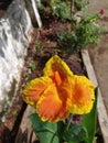 Canna & x27;Yellow King Humbert flower image micro image in indian village farm garden Royalty Free Stock Photo