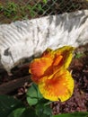 Canna & x27;Yellow King Humbert flower image micro image in indian village farm garden Royalty Free Stock Photo