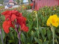 Canna \'Yellow King Humbert\' Burbank. Canna close up Indian shot, African or purple arrowroot, edible canna Royalty Free Stock Photo