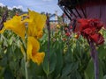 Canna \'Yellow King Humbert\' Burbank. Canna close up Indian shot, African or purple arrowroot, edible canna Royalty Free Stock Photo