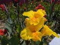 Canna \'Yellow King Humbert\' Burbank. Canna close up Indian shot, African or purple arrowroot, edible canna Royalty Free Stock Photo