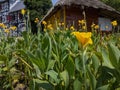 Canna \'Yellow King Humbert\' Burbank. Canna close up Indian shot, African or purple arrowroot, edible canna Royalty Free Stock Photo