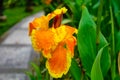 Canna Yellow King Humbert Burbank. Canna close up Indian shot Royalty Free Stock Photo