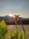 Canna Yellow King Humbert Burbank or Fusion or Goldkrone or Harlequin or bunga tasbih Royalty Free Stock Photo