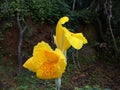 Canna \'Yellow King Humbert\' Canna x generalis \'Yellow King Humbert\' canna lily Royalty Free Stock Photo