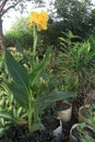 Canna Yellow King Humbert flower plant on farm Royalty Free Stock Photo