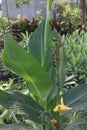 Canna Yellow King Humbert flower plant on farm Royalty Free Stock Photo