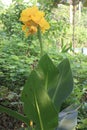 Canna Yellow King Humbert flower plant on farm