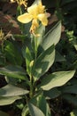 Canna Yellow King Humbert flower plant on farm Royalty Free Stock Photo