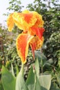 Canna Yellow King Humbert flower plant on farm Royalty Free Stock Photo