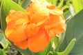 Canna Yellow King Humbert flower plant on farm Royalty Free Stock Photo