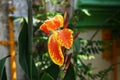 Canna 'Yellow King Humbert', Canna 'Queen of Italy' Royalty Free Stock Photo