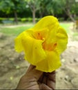Canna yellow king humberto flower rare image taken in india Royalty Free Stock Photo