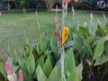 Canna Yellow and Orange flower Royalty Free Stock Photo