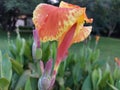 Canna Yellow and Orange flower Royalty Free Stock Photo