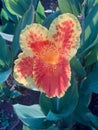 Canna yelow King Humbert