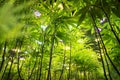 Cannabis bushes close up view from below Royalty Free Stock Photo