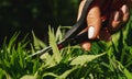 Closeup on person`s hand using scissors on cannabis harvest