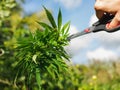 Closeup on person`s hand using scissors on cannabis harvest