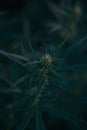 cannabis growth on a dark background