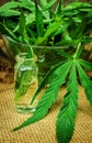 Cannabis herb and leaves for treatment broth, tincture, extract, oil.