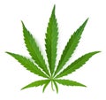 Cannabis leaf