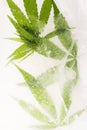 Cannabis leaf frozen in ice