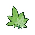 cannabis leaf plant nature icon Royalty Free Stock Photo