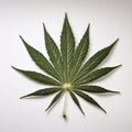 1 cannabis leaf on a white background Royalty Free Stock Photo