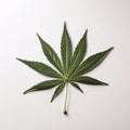 1 cannabis leaf on a white background Royalty Free Stock Photo