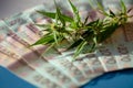 Cannabis leaves and Ukrainian hryvnia bills close-up, macroeconomics, marijuana sales, income and profits from growing medical